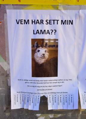 Lama Lost in Stockholm