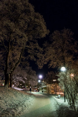 Wintry park lane