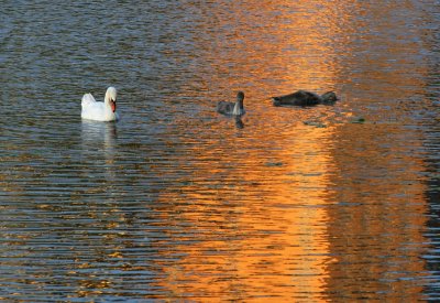 Evening swans