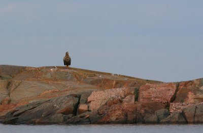 Eagle keeping watch