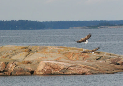 Two white-tailed eagles landing