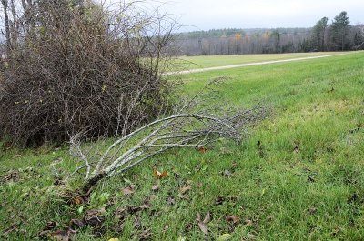 Lost my rare black current bush