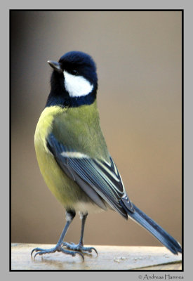 Great tit looking for food!