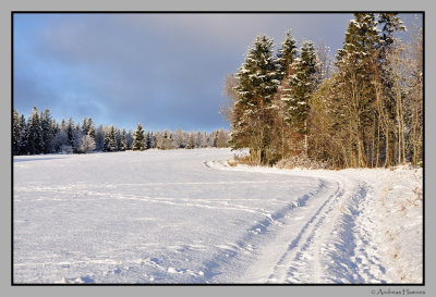 Deer track