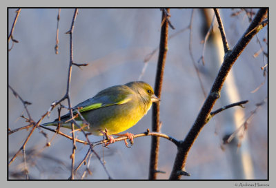 Greenfinch  / Grnnfink