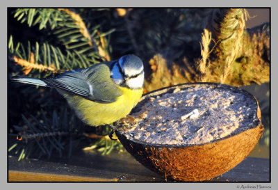 Hungry blue tit -