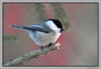 Willow Tit  /  Granmeis