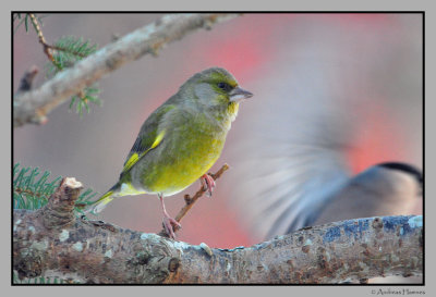 greenfinch / grnnfink