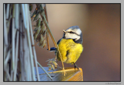 Blmeis / Blue Tit