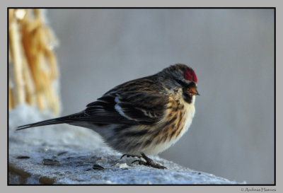  Redpoll  / Grsisik