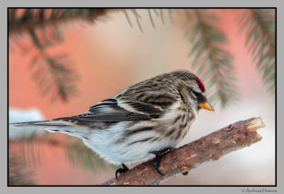  Redpoll  / Grsisik