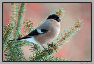 Black-tailed Hawfinch hen  / Dompaphunn