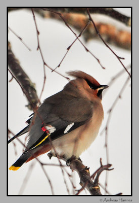 Waxwing / Sidensvans