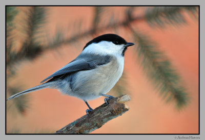 Willow Tit  /  Granmeis