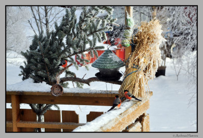 Bird feeding place on a cold February day