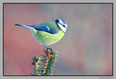 Blmeis / Blue Tit