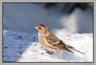 Redpoll / Grsisik