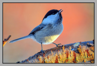 Willow Tit  /  Granmeis