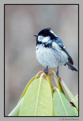 Coal tit  / Svartmeis