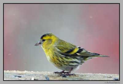 Siskin  /  Grnnsisik