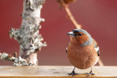 Chaffinch / Bokfink