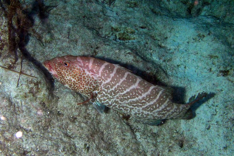 Tiger Grouper