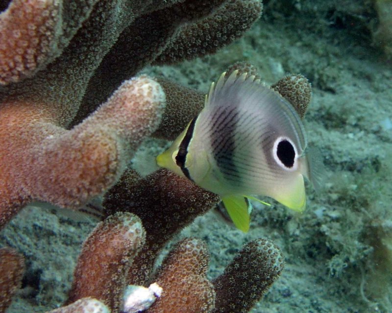 Foureye butterflyfish