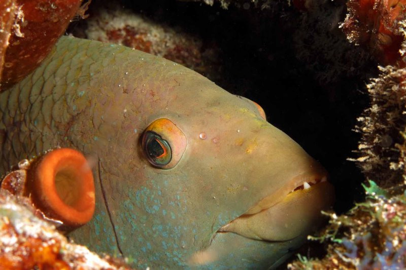 Spanish Hogfish