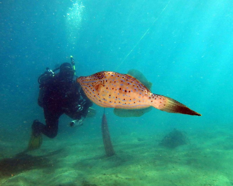 Scrawled Filefish and Bob