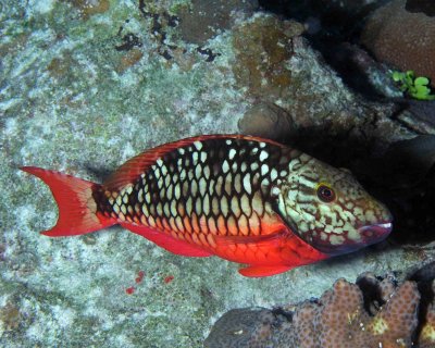 Stoplight Parrotfish