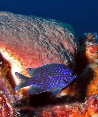 Purple Reeffish P7290131