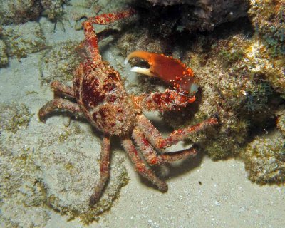 Reef Crab