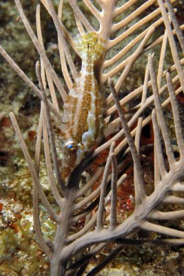 Slender Filefish