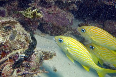 Spotted Trunkfish and French Grunts