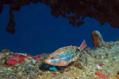 Redband Parrotfish