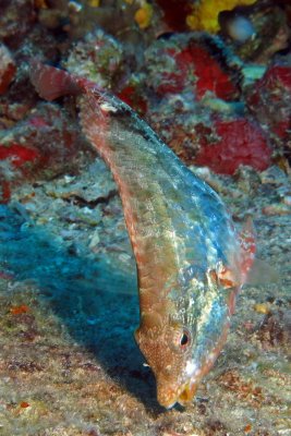 Redband Parrotfish