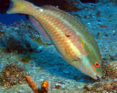 Redband Parrotfish on Thunderbolt