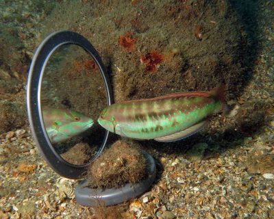 Slippery Dick with an Oedipus Complex