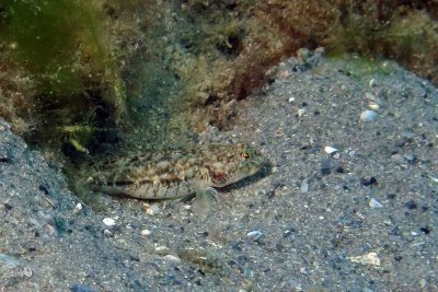 Unknown Goby