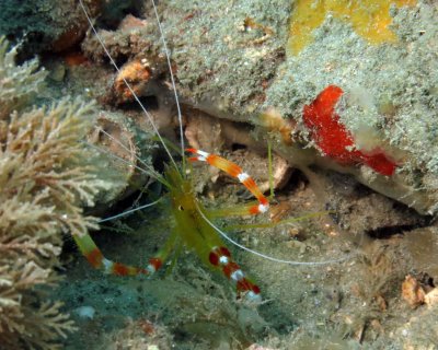 Golden Coral Shrimp