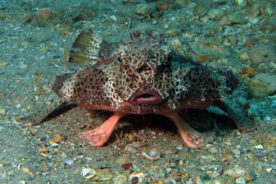 Polkadot Batfish