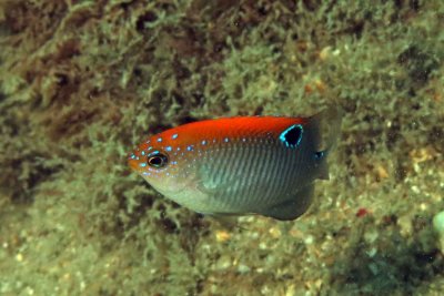 Dusky Damselfish