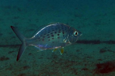 Yellowfin Mojarra