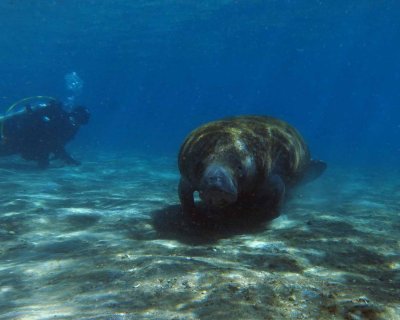 Manatee and Diver