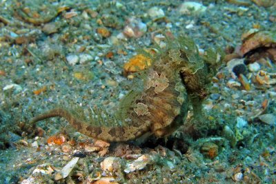 Lined Seahorse