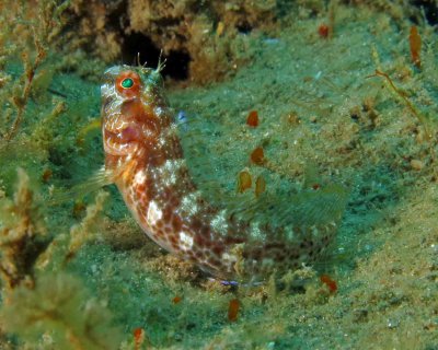 Orangespotted Blenny, I think