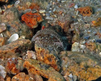 Jawfish with eggs!