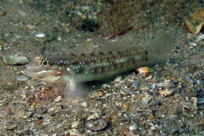 Bridled Goby