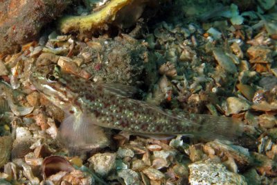 Colon Goby