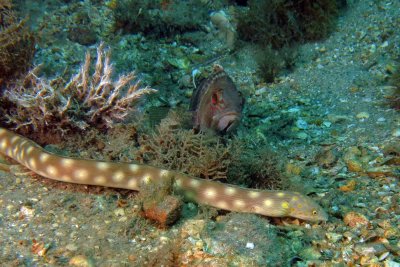 Sharptail Eel